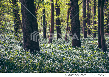 Stunning spring beech forest scene with loads of flowering ramsons - wild garlic 132875473