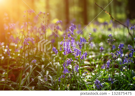 Blossoming lovely spring violet-blue flowers - common bluebells or hyacinthoides, Belgium 132875475
