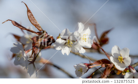 Scenery of Wadayamacho, Asago City 132875525