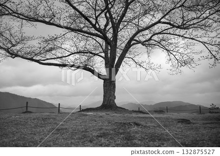 朝來市和田山町風景 132875527