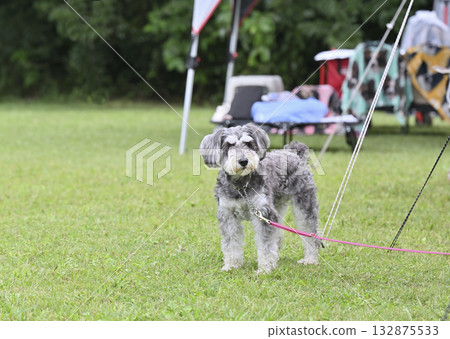 帶著我的狗狗露營:迷你雪納瑞 帶著我的狗狗露營:迷你雪納瑞 132875533
