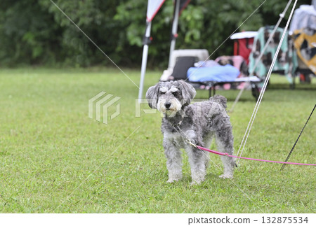 帶著我的狗狗露營:迷你雪納瑞 帶著我的狗狗露營:迷你雪納瑞 132875534