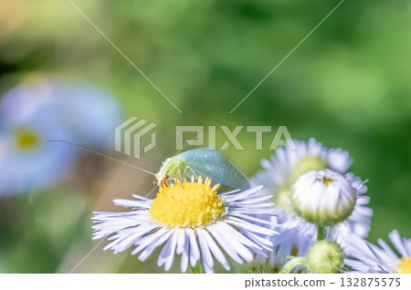 一年生蜉蝣和蜉蝣的白色花朵 一年生蜉蝣和蜉蝣的白色花朵 132875575