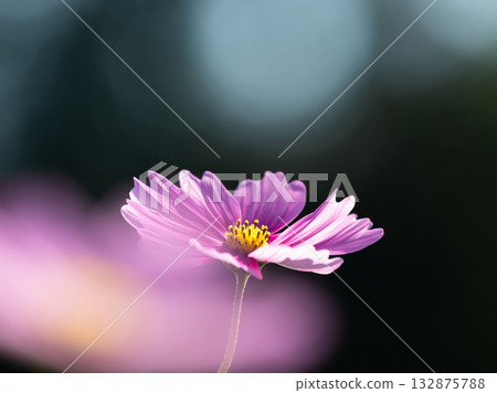 秋日陽光下的波斯菊 秋日陽光下的波斯菊 132875788