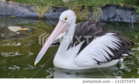 This is pelican animal on the water This is pelican animal on the water 132875975