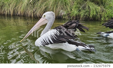This is pelican animal on the water This is pelican animal on the water 132875979