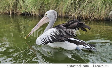This is pelican animal on the water This is pelican animal on the water 132875980