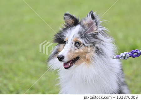 Close-up of a Sheltie taking a walk Close-up of a Sheltie taking a walk 132876009