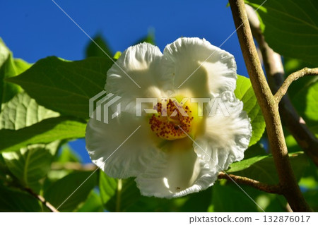 夏天山茶花 132876017