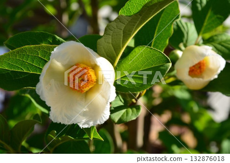 Summer camellia flowers Summer camellia flowers 132876018