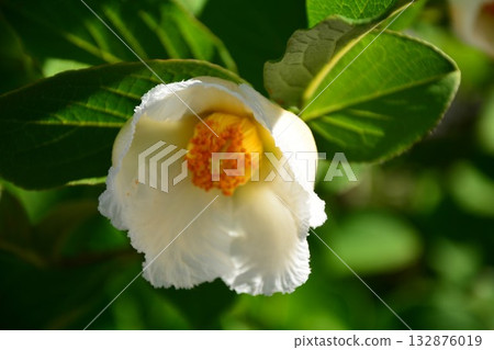 夏天山茶花 132876019