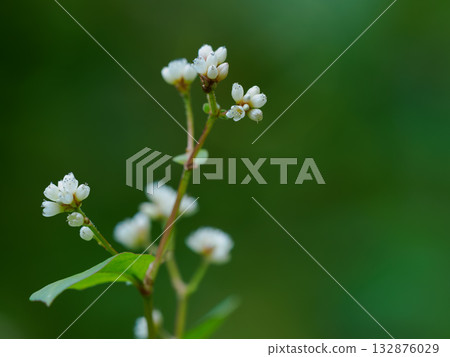 Small buckwheat flower Small buckwheat flower 132876029