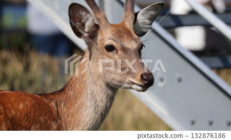 蝦夷鹿出現在城市中 蝦夷鹿出現在城市中 132876186