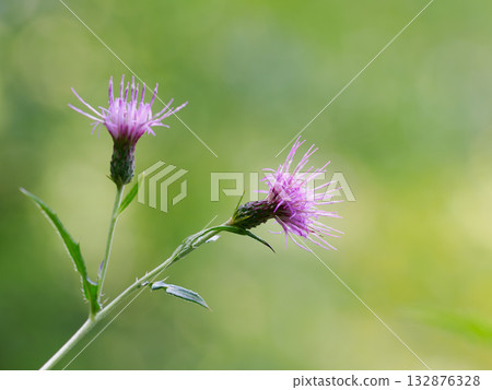 Pale purple Ohara thistle 132876328