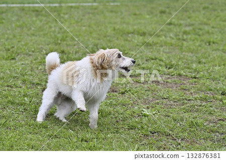 傑克羅素梗犬在狗狗跑道上玩耍 132876381