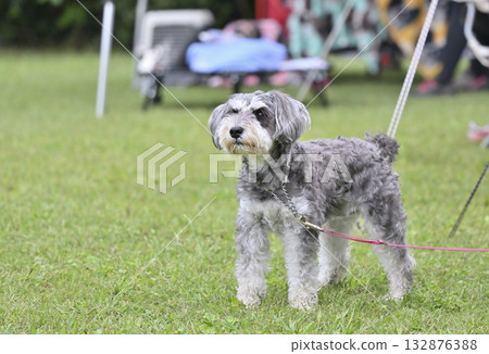 Camping with my dog: Miniature Schnauzer 132876388