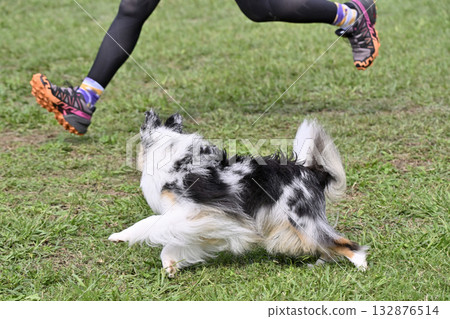 A woman playing with her dog, a Sheltie, at a dog run A woman playing with her dog, a Sheltie, at a dog run 132876514