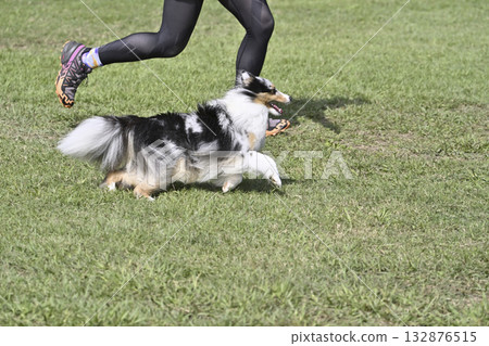 A woman playing with her dog, a Sheltie, at a dog run A woman playing with her dog, a Sheltie, at a dog run 132876515
