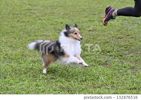 A woman playing with her dog, a Sheltie, at a dog run 132876516
