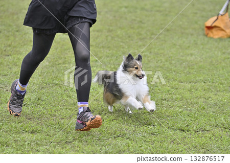 A woman playing with her dog, a Sheltie, at a dog run 132876517
