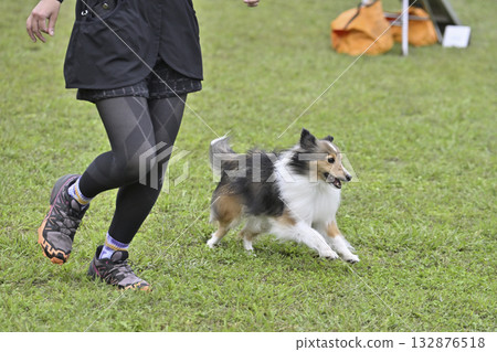 一名女子在遛狗場與她的喜樂蒂牧羊犬玩耍 一名女子在遛狗場與她的喜樂蒂牧羊犬玩耍 132876518