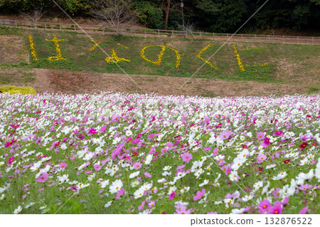 【久里濱花卉公園】擁有波斯菊田的景觀 【久里濱花卉公園】擁有波斯菊田的景觀 132876522