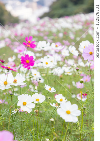 【久里濱花卉公園】擁有波斯菊田的景觀 【久里濱花卉公園】擁有波斯菊田的景觀 132876531
