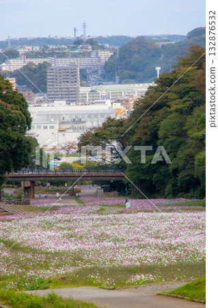 【久里濱花卉公園】擁有波斯菊田的景觀 【久里濱花卉公園】擁有波斯菊田的景觀 132876532