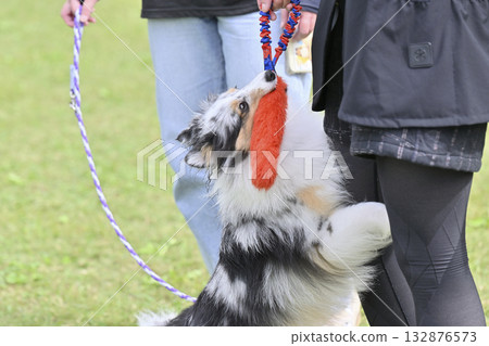 女人與喜樂蒂牧羊犬玩玩具 132876573