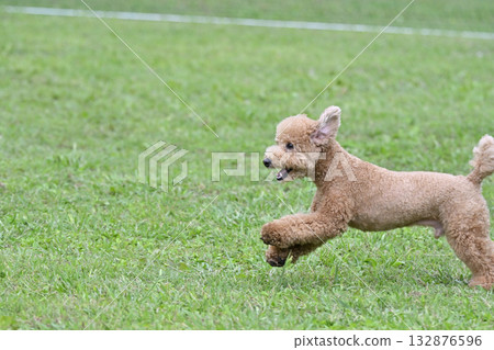 Toy poodle playing with dog run Toy poodle playing with dog run 132876596