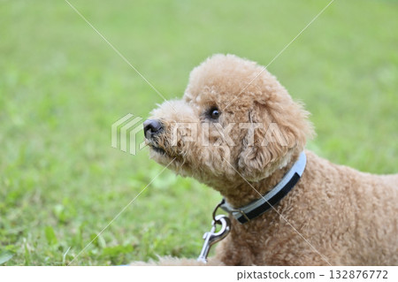 Toy poodle looking up - eye contact Toy poodle looking up - eye contact 132876772