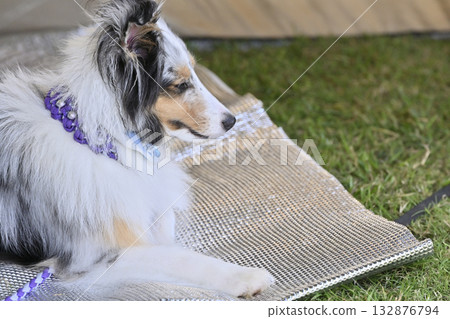 Sheltie relaxing in a tent Sheltie relaxing in a tent 132876794
