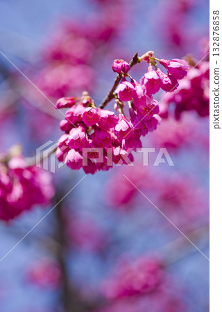 藍天下,公園裡的櫻花盛開,非常漂亮。櫻花的名字是Kanhi-zakura(Kanhi-zakura)。 藍天下,公園裡的櫻花盛開,非常漂亮。櫻花的名字是Kanhi-zakura(Kanhi-zakura)。 132876858