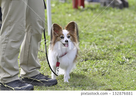 A woman and a Papillon playing in a dog run A woman and a Papillon playing in a dog run 132876881