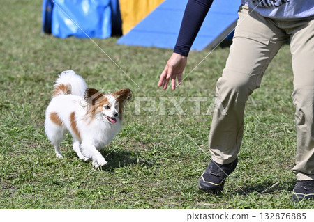 一名女子和一隻蝴蝶犬在狗跑道裡玩耍 132876885