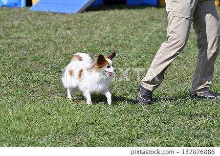 一名女子和一隻蝴蝶犬在狗跑道裡玩耍 132876886