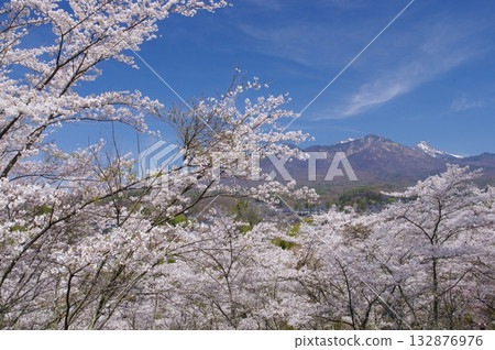 矢頭城遺址與八岳的櫻花 矢頭城遺址與八岳的櫻花 132876976