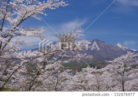 矢頭城遺址與八岳的櫻花 矢頭城遺址與八岳的櫻花 132876977
