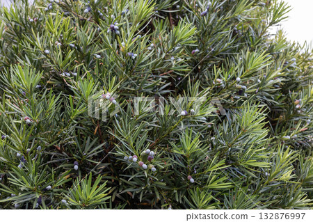 Inumaki (Japanese cypress) Inumaki (Japanese cypress) 132876997