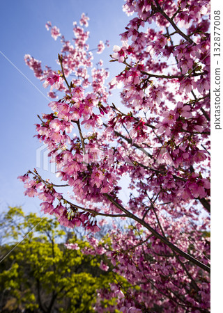 Under the blue sky, the cherry blossoms in the park are in full bloom and very beautiful. The name of the cherry blossom is Yoko (Sunlight). 132877008