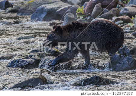 Brown bear crossing the river Brown bear crossing the river 132877197