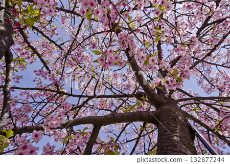 公園裡的里櫻盛開。學名是 Prunus serrulata。 公園裡的里櫻盛開。學名是 Prunus serrulata。 132877244