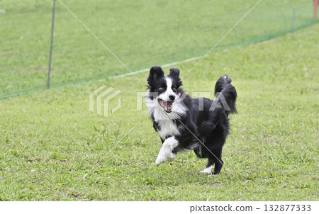 邊境牧羊犬玩狗跑 132877333