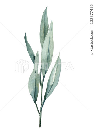 Watercolor Green Leaf Branch Botanical Illustration, Hand Painted Natural Eucalyptus Stem for Design and Floral Decor 132877456
