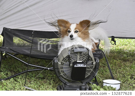 My beloved Papillon dog enjoying the breeze from the fan inside the tent 132877628