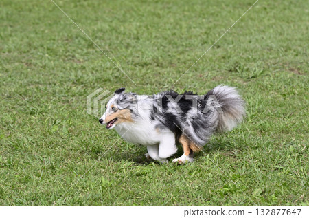 一名女子在遛狗場與她的喜樂蒂牧羊犬玩耍 132877647