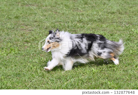 A woman playing with her dog, a Sheltie, at a dog run 132877648