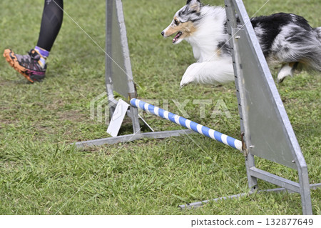 一名女子在遛狗場與她的喜樂蒂牧羊犬玩耍 132877649