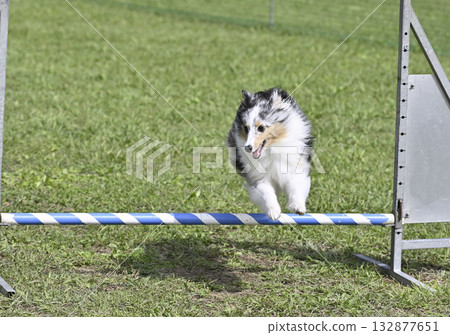 一名女子在遛狗場與她的喜樂蒂牧羊犬玩耍 132877651