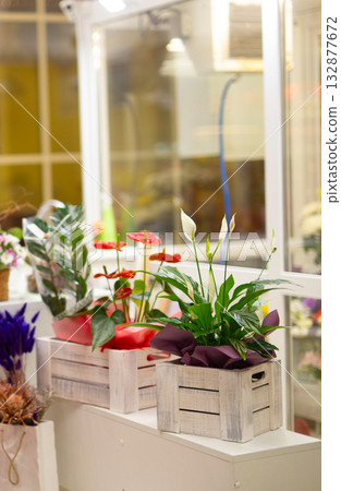 Indoor decorative plants in wooden white boxes on counter. Home decor, freshness, and eco-friendly interior design concept. 132877672